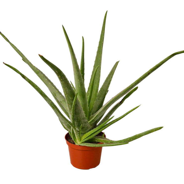Aloe Vera Plant | Easy Care Succulent Houseplant