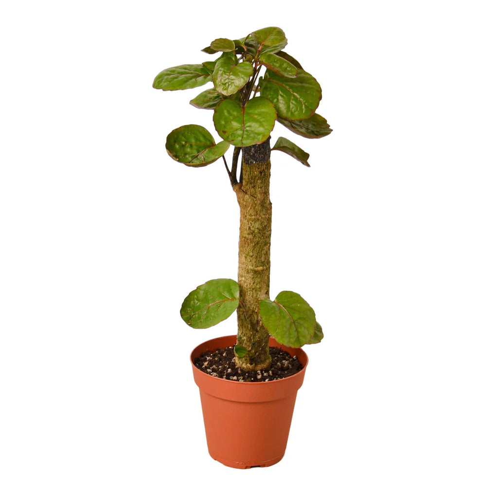 Fabian Aralia Stump Plant | Polyscias Scutellaria Indoor Houseplant