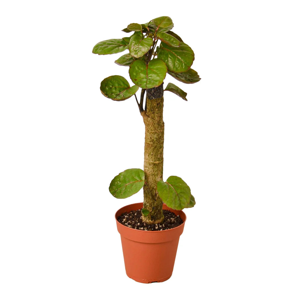 Fabian Aralia Stump Plant | Polyscias Scutellaria Indoor Houseplant