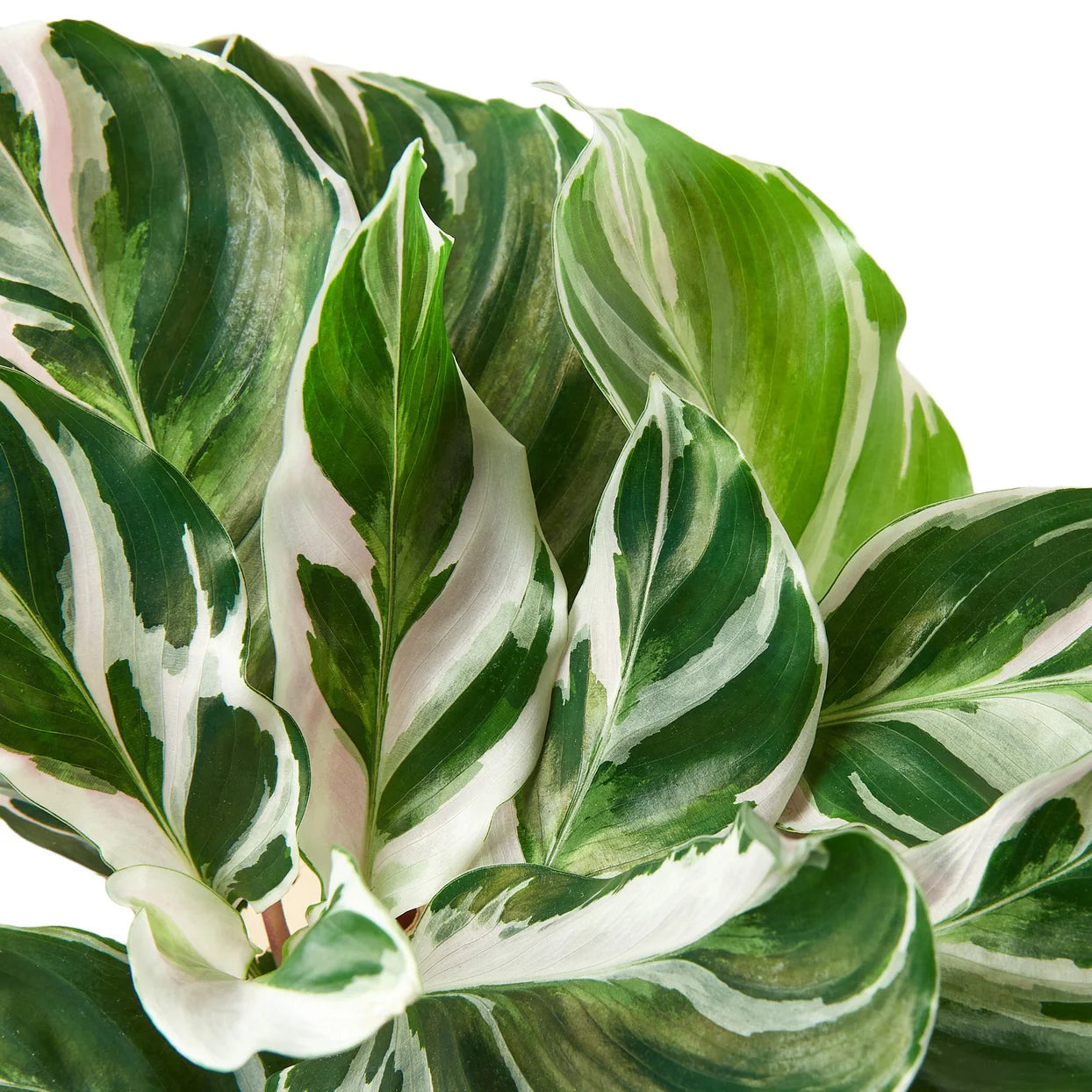 Calathea White Fusion Plant | Variegated Prayer Plant Houseplant