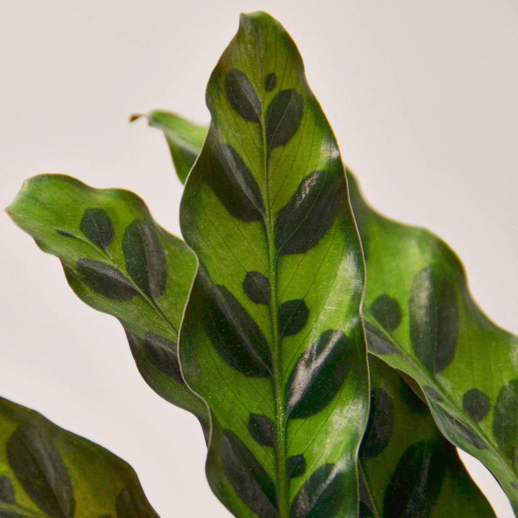 Rattlesnake Calathea Plant | Calathea Lancifolia Indoor Houseplant