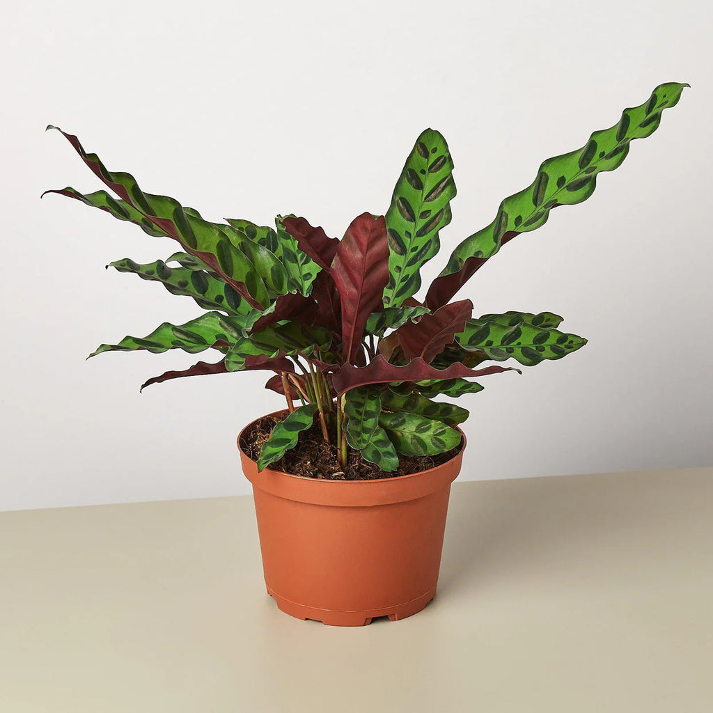 Rattlesnake Calathea Plant | Calathea Lancifolia Indoor Houseplant