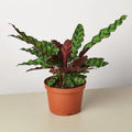 Rattlesnake Calathea Plant | Calathea Lancifolia Indoor Houseplant