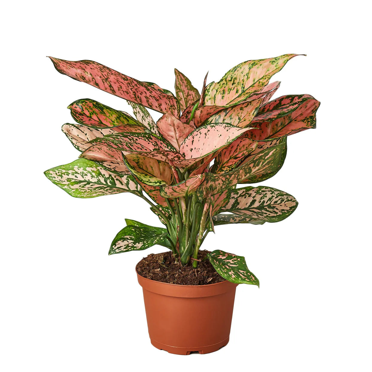 Chinese Evergreen Lady Valentine Plant | Pink Indoor Houseplant