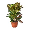 Croton Petra Plant | Joseph's Coat Tropical Houseplant