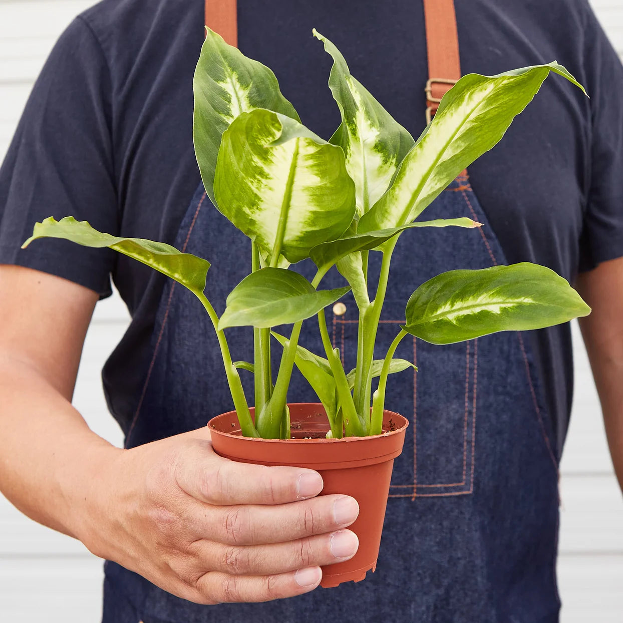 Dieffenbachia Camille Plant | Variegated Indoor Foliage Houseplant