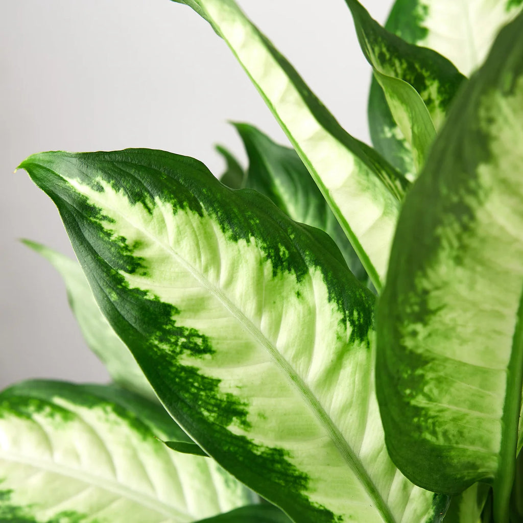 Dieffenbachia Camille Plant | Variegated Indoor Foliage Houseplant
