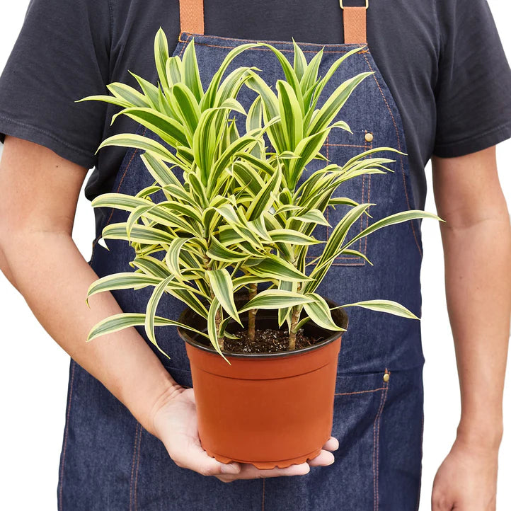 Dracaena Song of India Plant | Variegated Indoor Houseplant