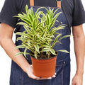 Dracaena Song of India Plant | Variegated Indoor Houseplant