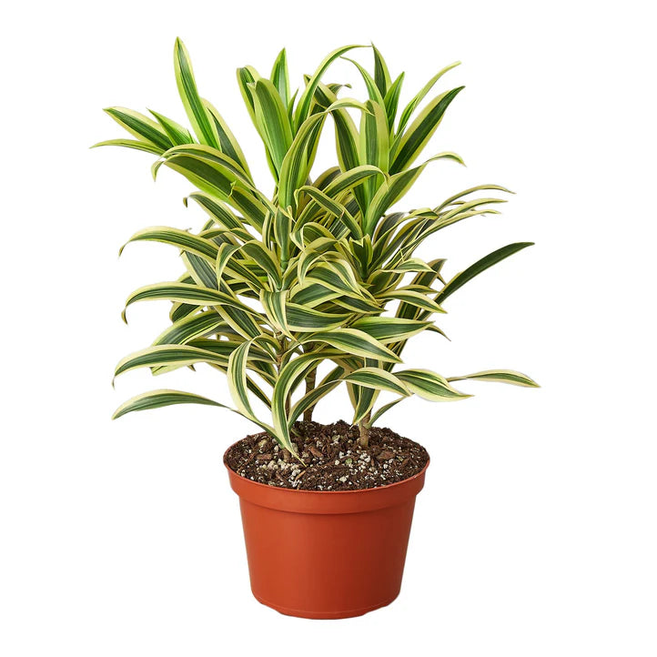 Dracaena Song of India Plant | Variegated Indoor Houseplant