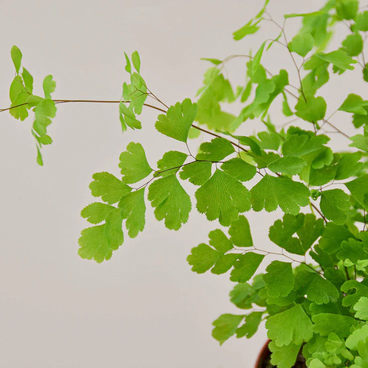 Maidenhair Fern Plant | Delicate Indoor Fern Houseplant