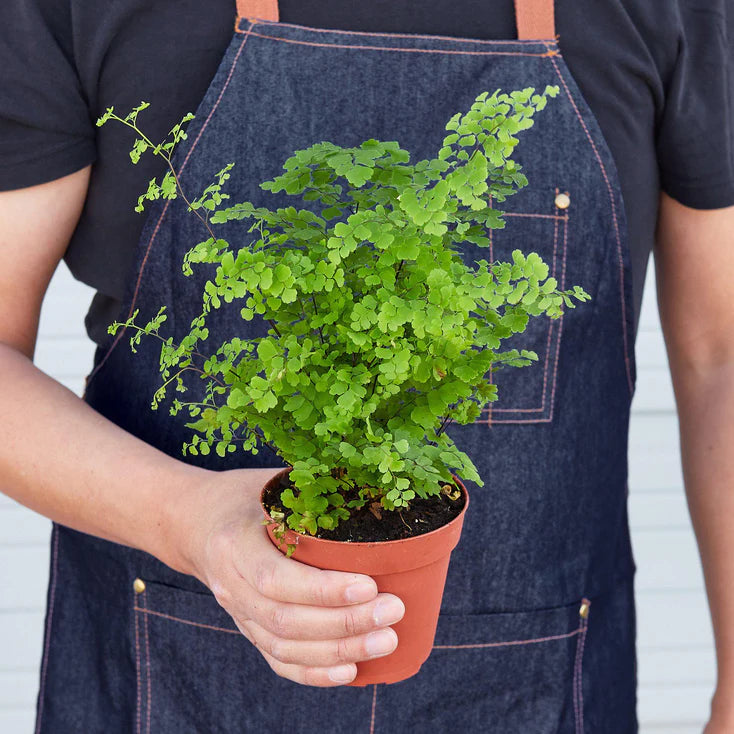 Maidenhair Fern Plant | Delicate Indoor Fern Houseplant