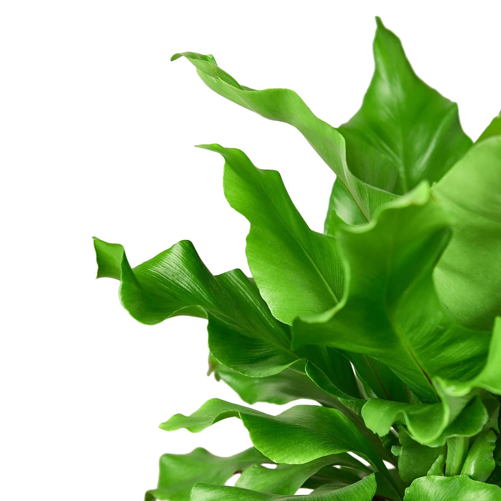 Bird's Nest Fern Plant | Nidus Fern Indoor Tropical Houseplant