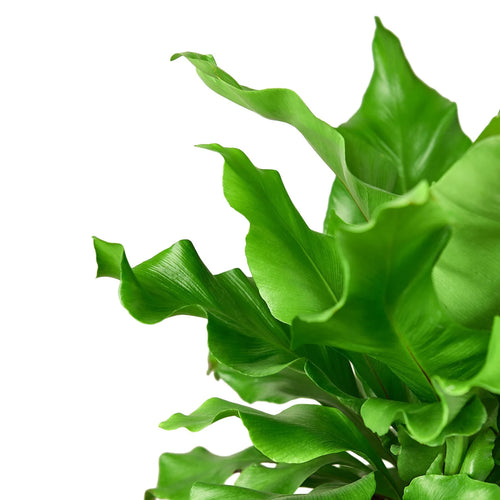 Bird's Nest Fern Plant | Nidus Fern Indoor Tropical Houseplant