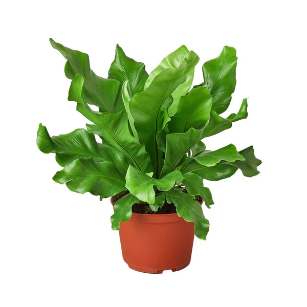 Bird's Nest Fern Plant | Nidus Fern Indoor Tropical Houseplant