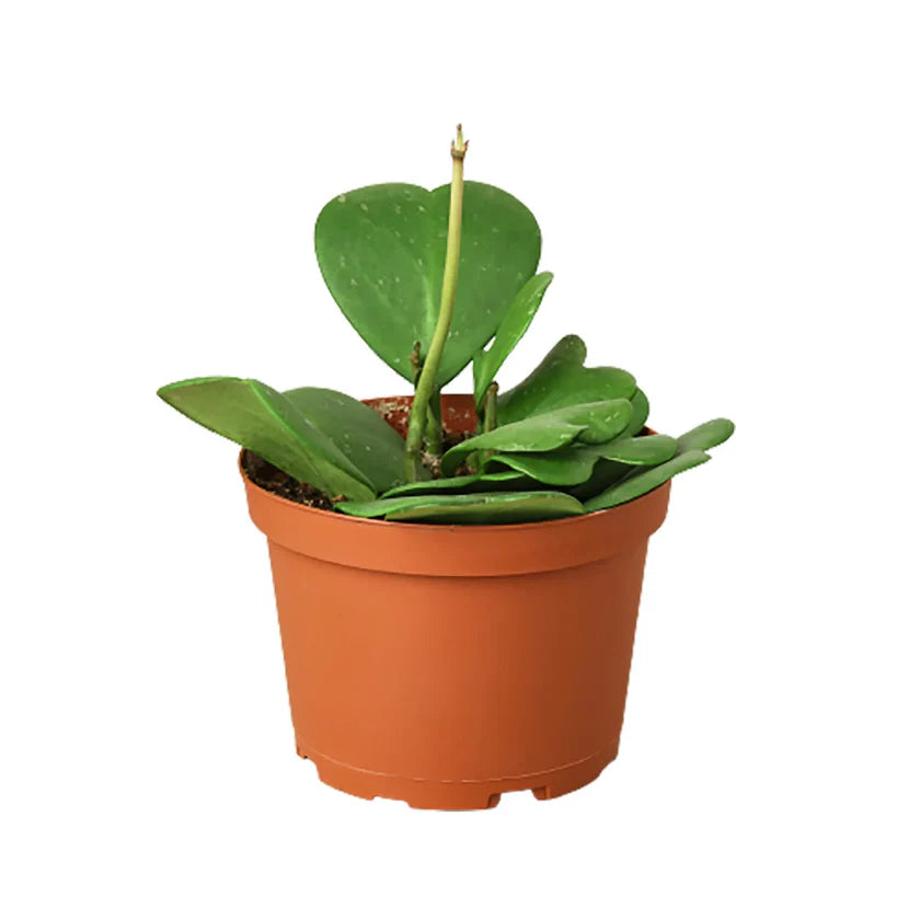 Hoya Sweetheart Plant | Heart Leaf Wax Plant Houseplant