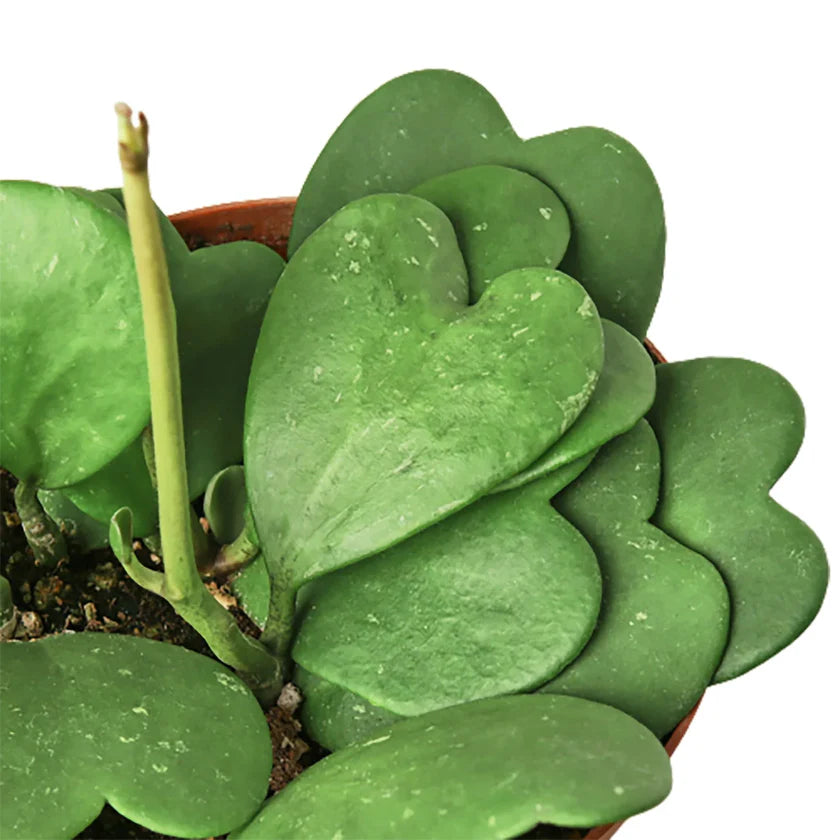 Hoya Sweetheart Plant 6 in. | Heart Leaf Wax Plant Houseplant (Copy)