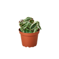 Variegated Hoya Rope Plant | Curly Wax Plant Houseplant
