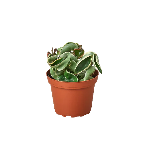 Variegated Hoya Rope Plant | Curly Wax Plant Houseplant