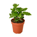 Arabica Coffee Plant | Glossy Indoor Tropical Houseplant