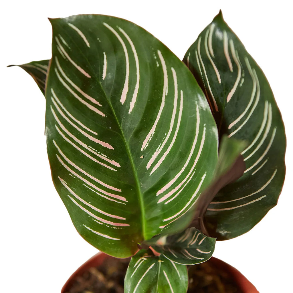 Calathea Ornata Plant | Pinstripe Prayer Plant Houseplant