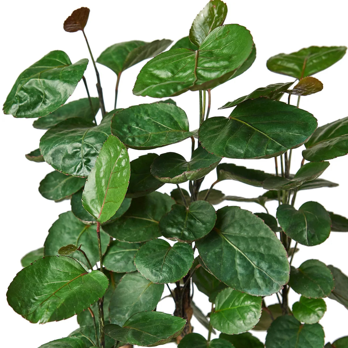 Fabian Aralia Stump Plant | Polyscias Scutellaria Indoor Houseplant
