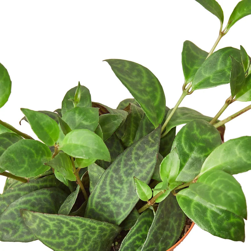 Black Pagoda Lipstick Plant | Trailing Indoor Blooming Houseplant