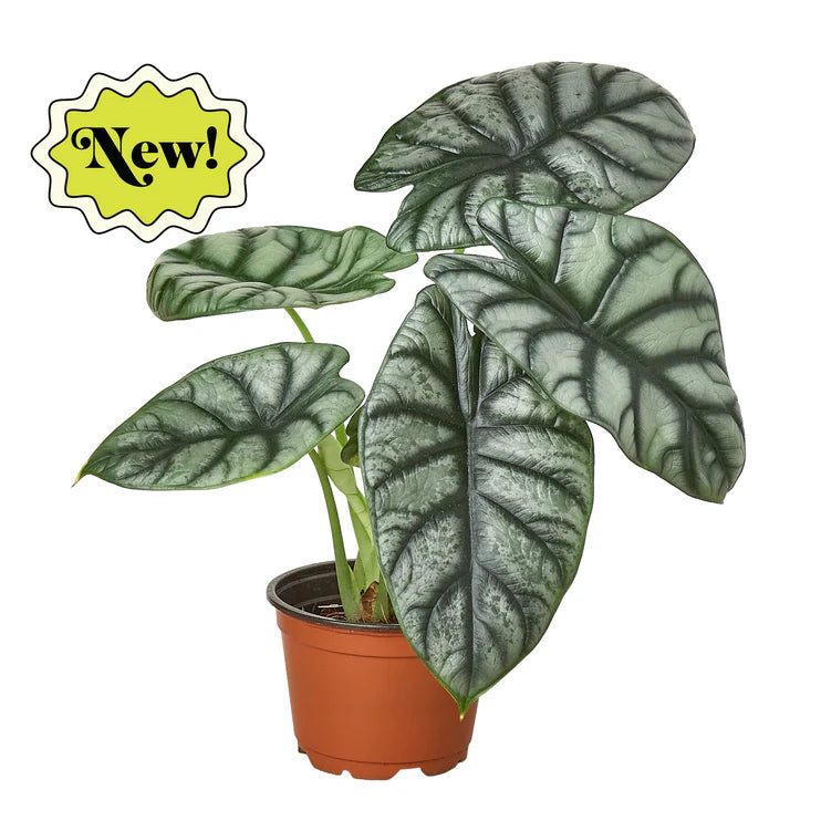 Alocasia Silver Dragon Plant | Silver Foliage Indoor Houseplant