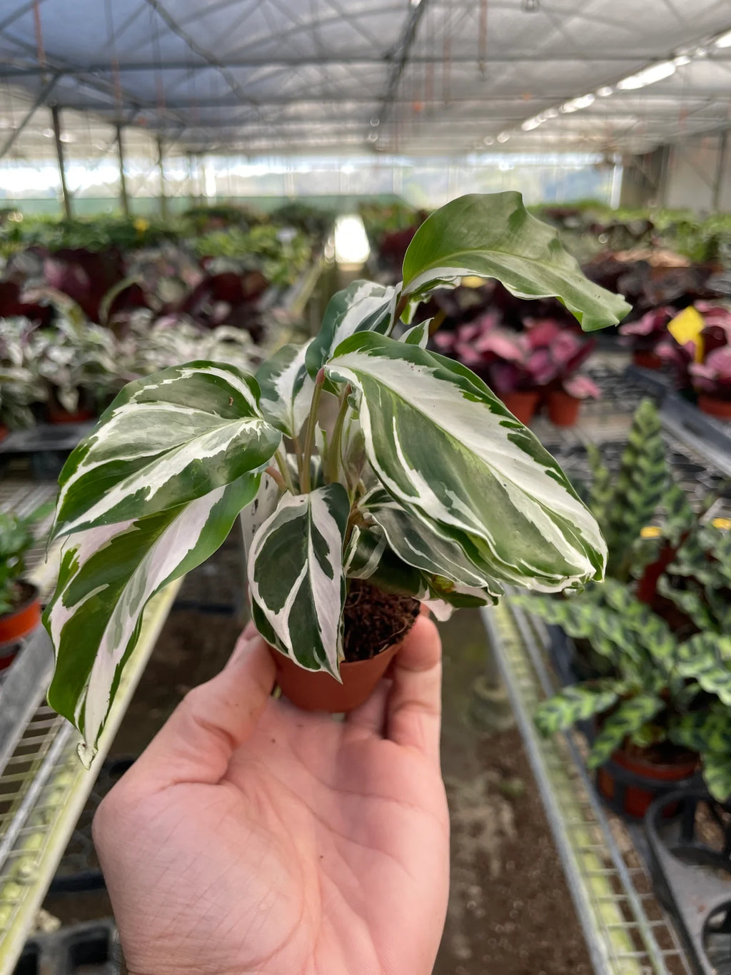 Calathea White Fusion Plant | Variegated Prayer Plant Houseplant