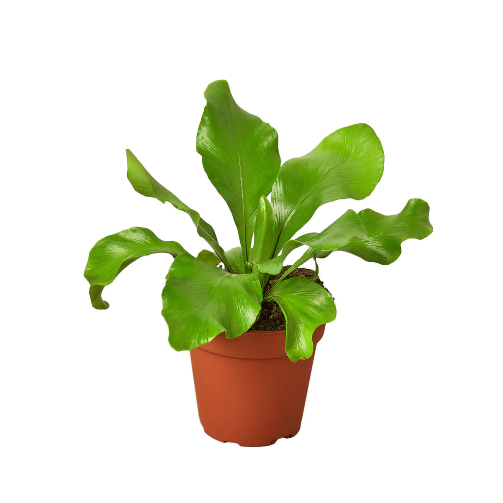 Bird's Nest Fern Plant | Nidus Fern Indoor Tropical Houseplant