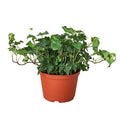 English Ivy Green California Plant | Classic Trailing Indoor Ivy