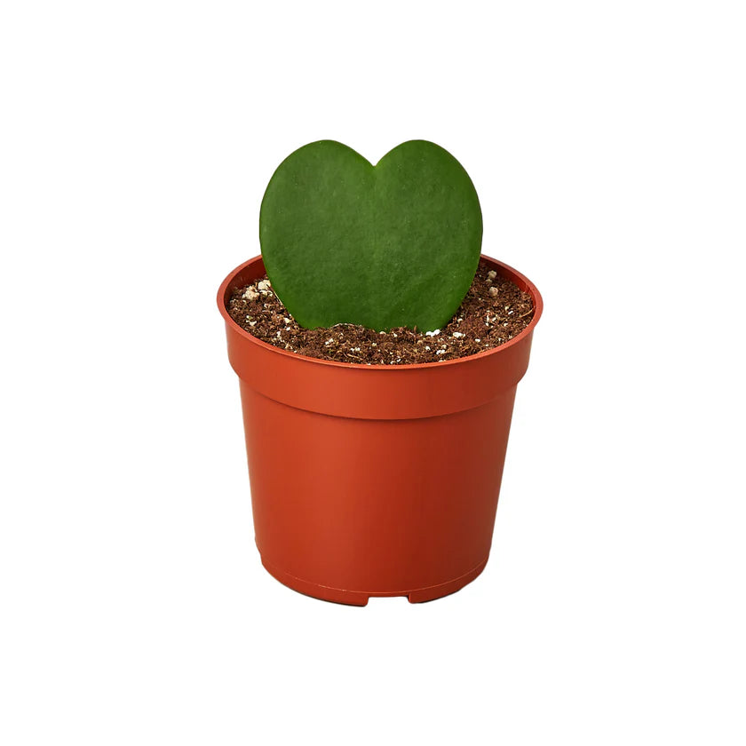 Hoya Sweetheart Plant | Heart Leaf Wax Plant Houseplant