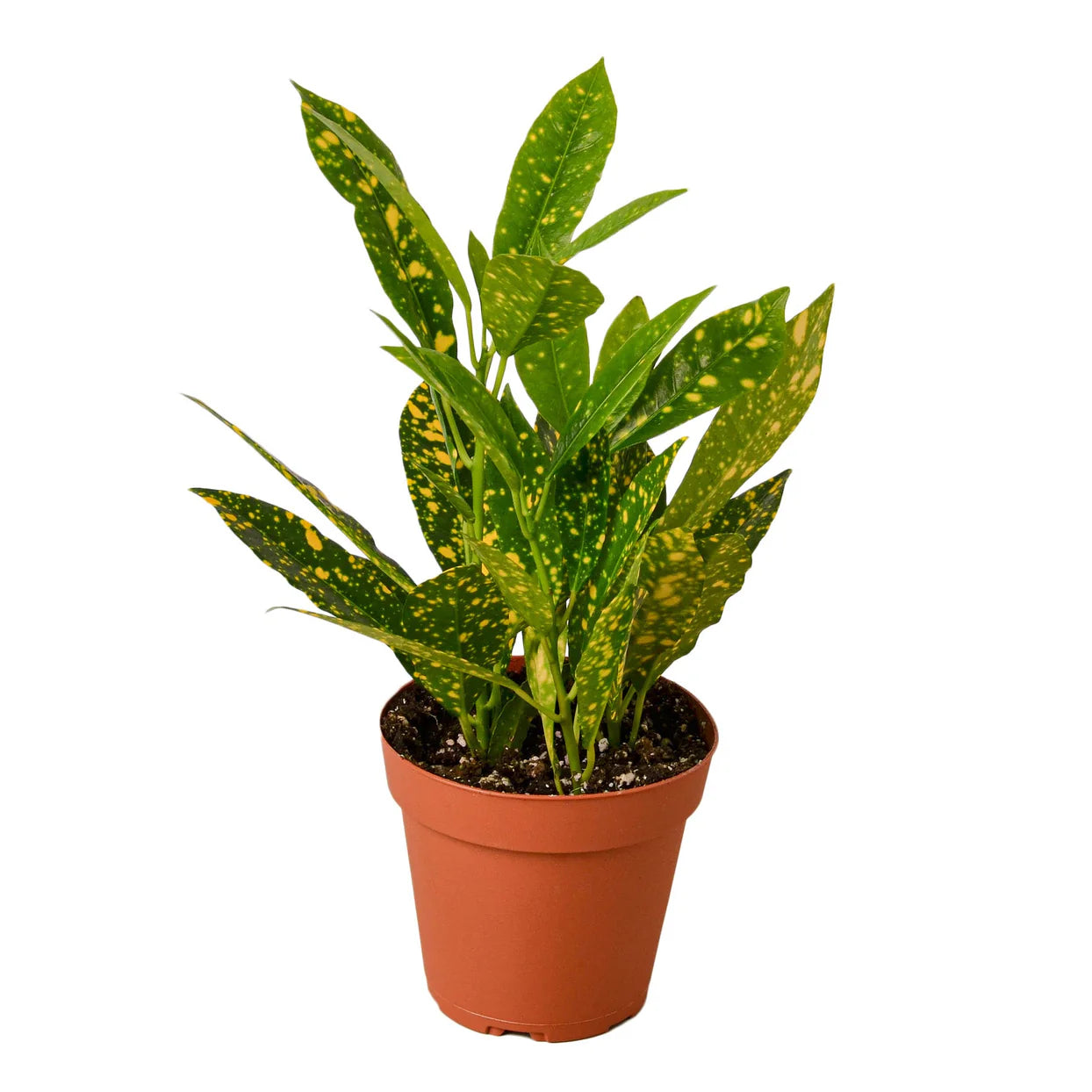 Croton Gold Dust Plant | Speckled Tropical Houseplant
