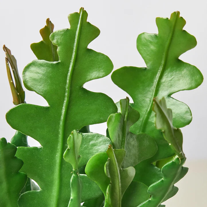 Ric Rac Cactus Plant | Zig Zag Cactus Indoor Houseplant