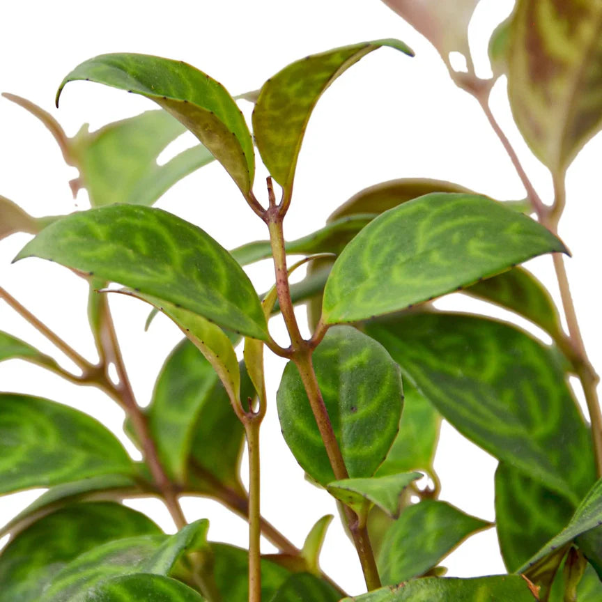 Black Pagoda Lipstick Plant | Trailing Indoor Blooming Houseplant