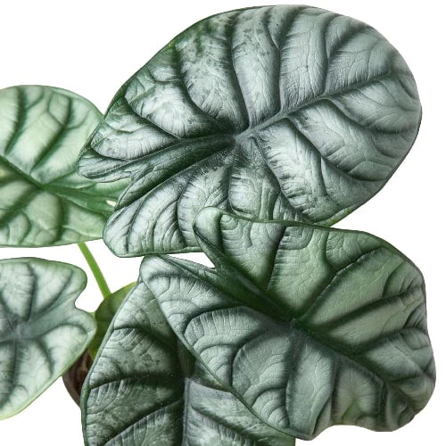 Alocasia Silver Dragon Plant | Silver Foliage Indoor Houseplant
