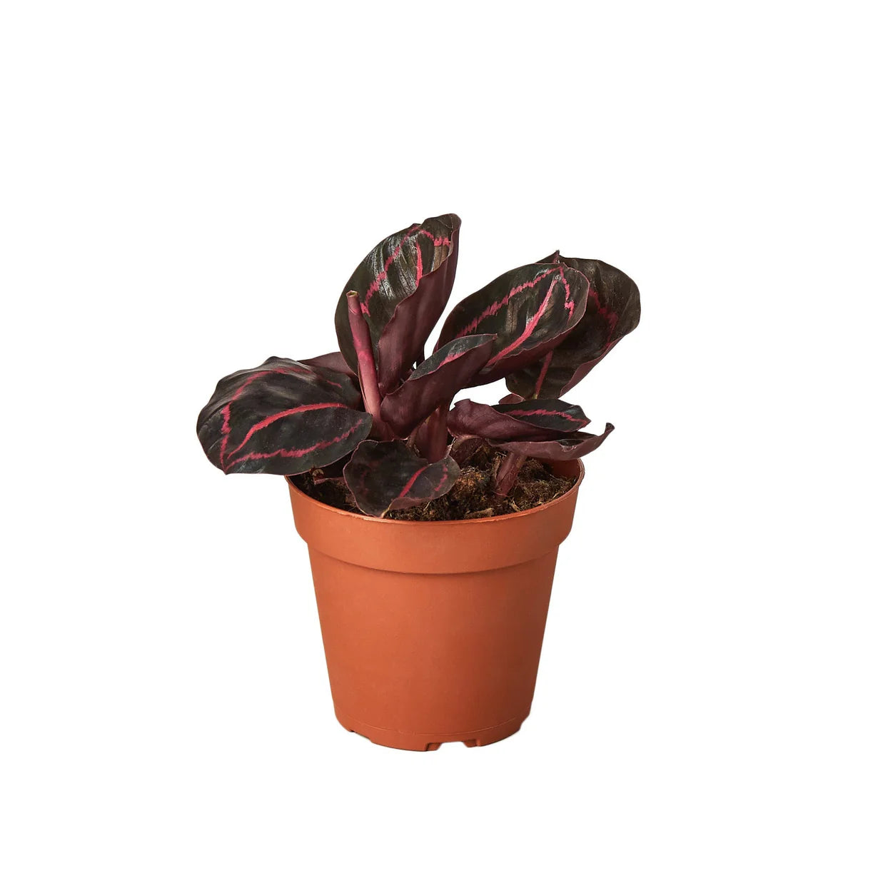 Calathea Dottie Plant | Pink Prayer Plant for Indoor Decor