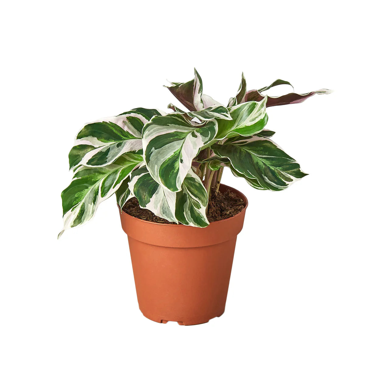 Calathea White Fusion Plant | Variegated Prayer Plant Houseplant