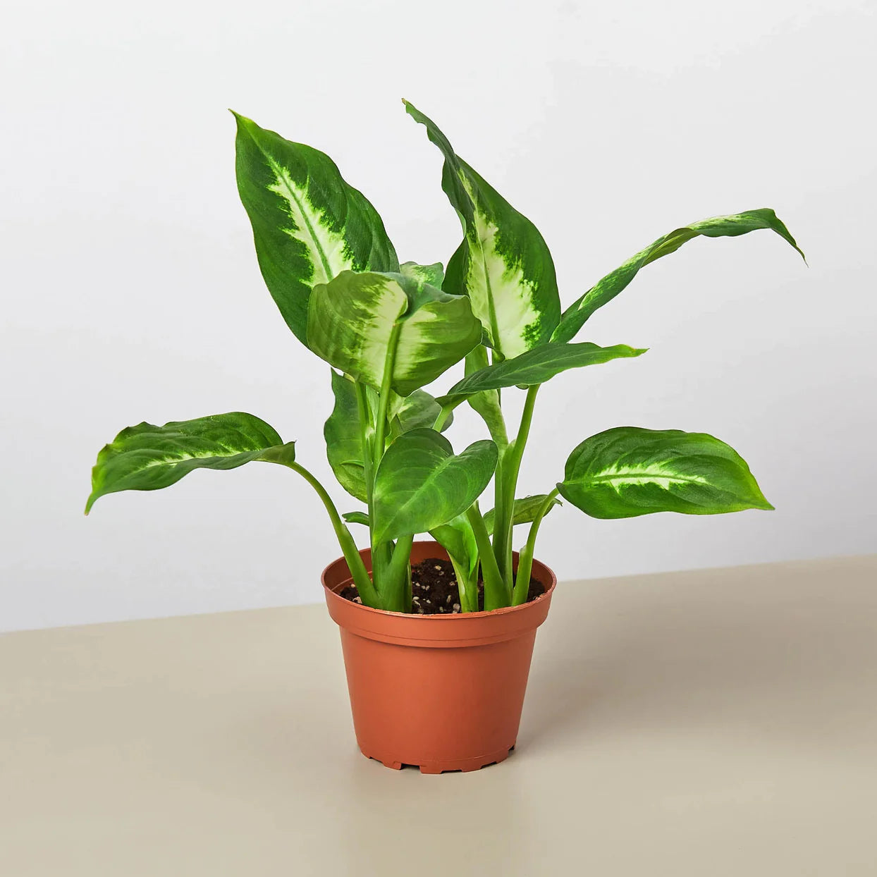 Dieffenbachia Camille Plant | Variegated Indoor Foliage Houseplant