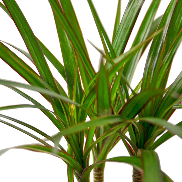 Dracaena Marginata Cane Plant | Dragon Tree Indoor Houseplant