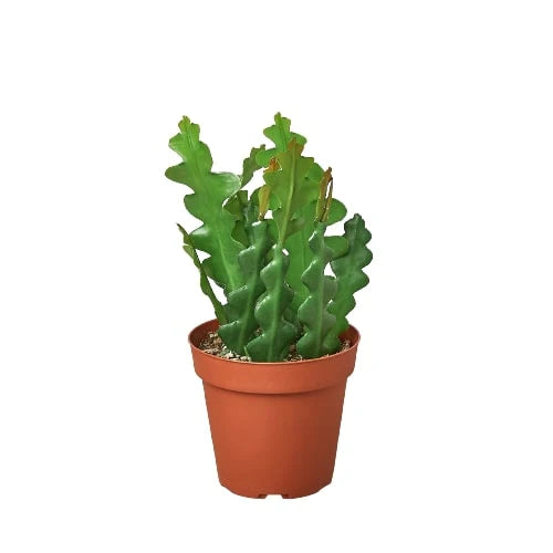 Ric Rac Cactus Plant | Zig Zag Cactus Indoor Houseplant