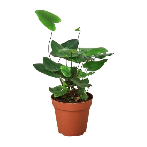 Heart Fern Plant | Heart Leaf Indoor Fern Houseplant