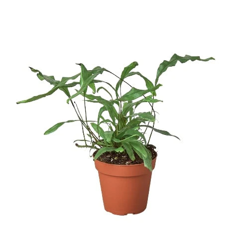 Kangaroo Paw Fern Plant | Glossy Indoor Fern for Home Decor