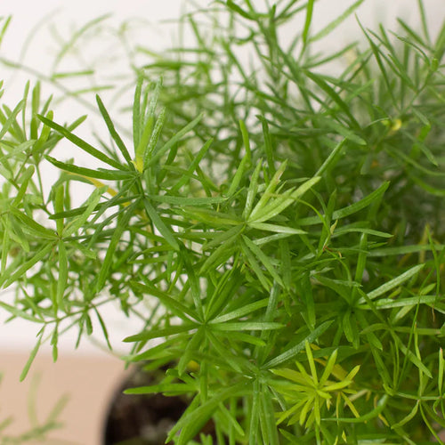 Asparagus Fern Plant | Feathery Indoor Fern for Home Decor