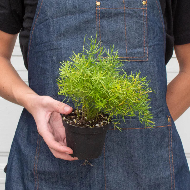Asparagus Fern Plant | Feathery Indoor Fern for Home Decor