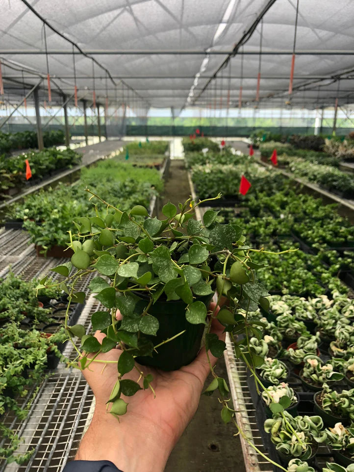 Hoya Curtisii Plant | Mini Trailing Wax Plant Houseplant
