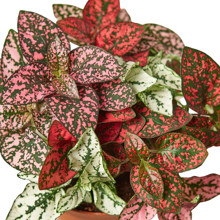 Polka Dot Plant Combo | Colorful Indoor Houseplant