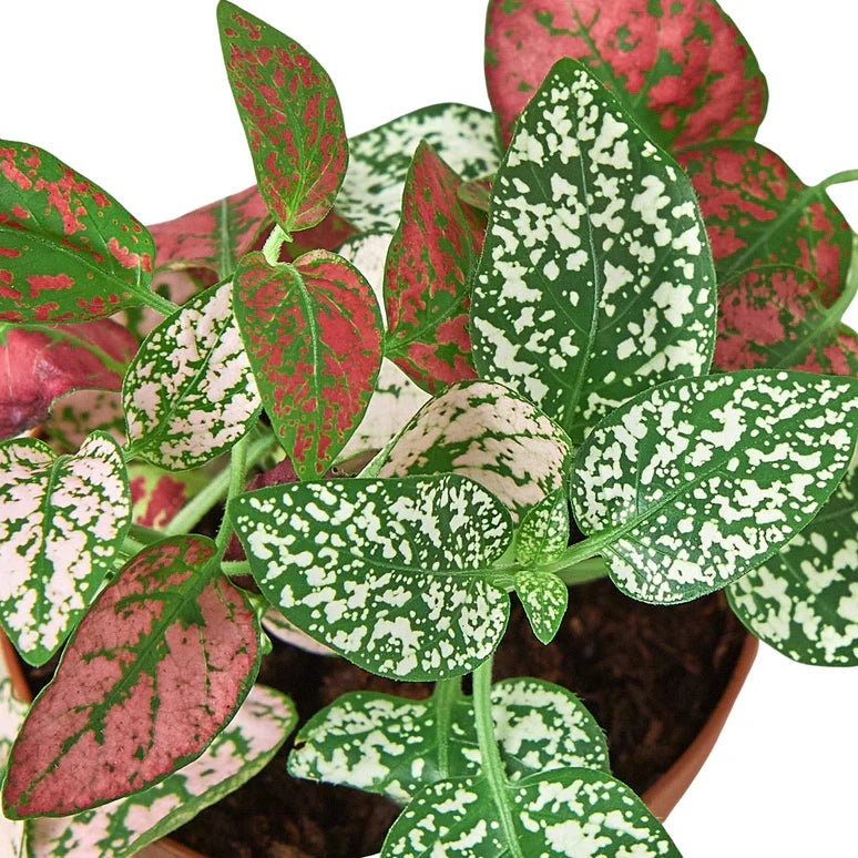 Polka Dot Plant Combo | Colorful Indoor Houseplant