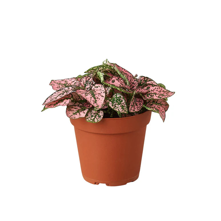 Polka Dot Plant Combo | Colorful Indoor Houseplant