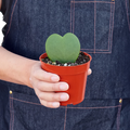 Hoya Sweetheart Plant | Heart Leaf Wax Plant Houseplant
